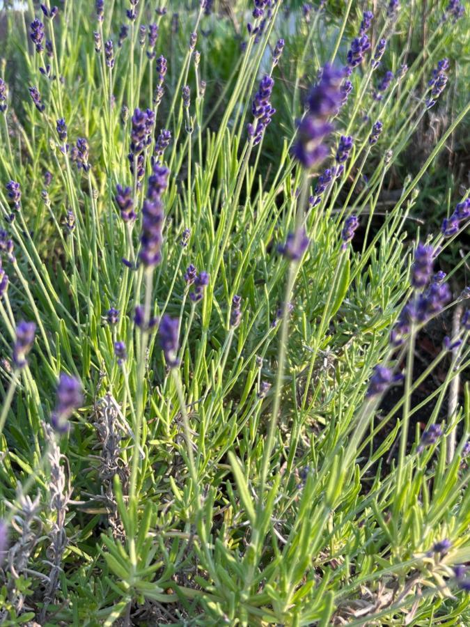 Ferienhaus Lavendel Obergurig Dış mekan fotoğraf